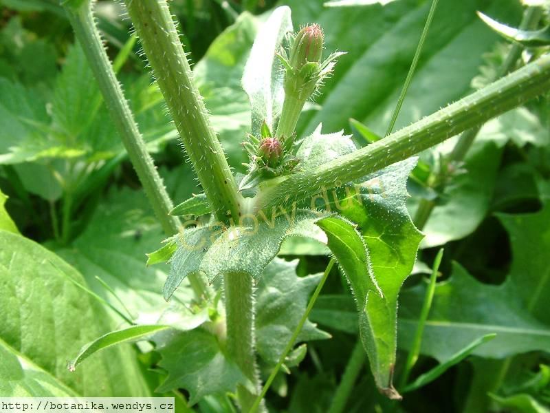 Čekanka nať řezaná